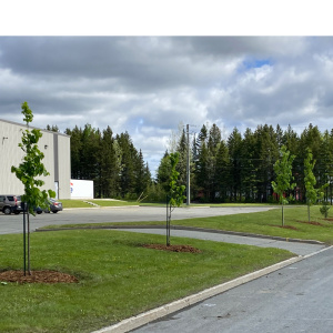 Retour du Programme de verdissement – volet Plantation d’arbres
